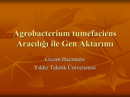 Agrobacterium tumefaciens Aracılığı ile Gen Aktarımı