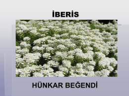 İBERİS - Plant Media