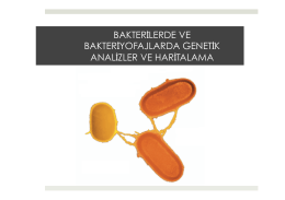 6. Bakterilerde ve Bakteriyofajlarda Genetik Analizler ve Haritalama