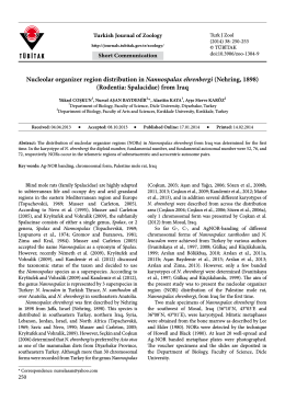 (Rodentia: Spalacidae) from Iraq