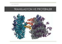 14. Translasyon ve Proteinler.pptx