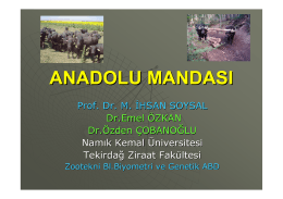anadolu mandası - İstanbul Manda