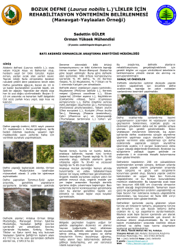 Bozuk Defne (Laurus Nobilis L.) - Batı Karadeniz Ormancılık