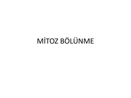Mtz-Myz