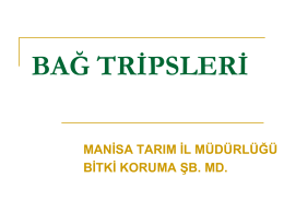 BAĞ TRİPSLERİ Bağ Tripsi (Anaphothrips vitis) Asma Tripsi