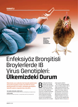 Enfeksiyöz Bronşitisli Broylerlerde IB Virus Genotipleri: Ülkemizdeki