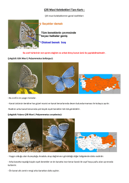 Çilli Mavi Kelebekleri Tanı Kartı :