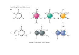 Ders Materyali - Bazlar - Nucleotide structures 2015