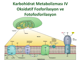 Karbohidrat Metabolizması IV Oksidatif Fosforilasyon ve