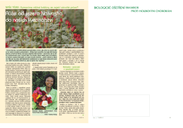 Růže od jezera Naivasha do našich květinářství
