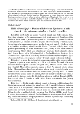 Hřib dřevožijný – Buchwaldoboletus lignicola a hřib