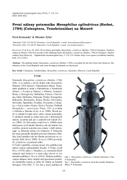 Coleoptera, Tenebrionidae