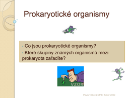 Prokaryotické organismy