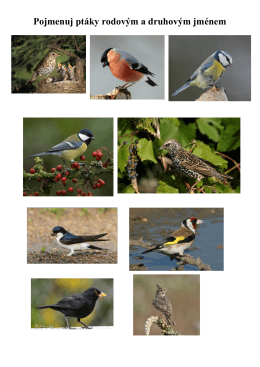 poznávání ptáků