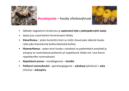 Ascomycota – houby vřeckovýtrusé