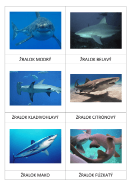 Druhy žralokov SK