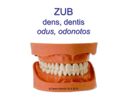 Zuby - Anatomie 3.LF