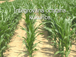 Systémy integrované ochrany kukuřice
