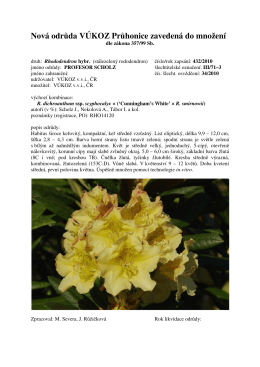 Rhododendron PROFESOR SCHOLZ 2010