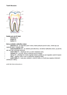 Tooth Structure Každý zub má tři části: korunka (A) krček (B) kořen