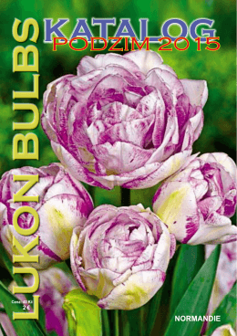 tulipány - Lukon Bulbs