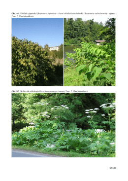 XXXIII Obr. 8/1: Křídlatka japonská (Reynoutria japonica) – vlevo a