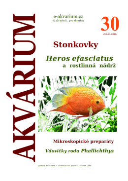 Stonkovky - e