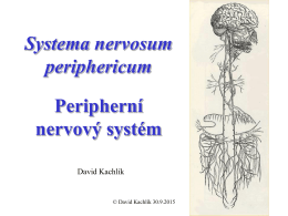 Periferní nervy