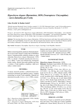 Hypochrysa elegans (Burmeister, 1839) (Neuroptera: Chrysopidae