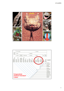 21.4.2015 1 Amniota Fylogenetické postavení blanatých a plazů