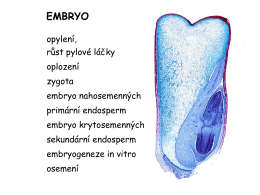 pylová embryogeneze