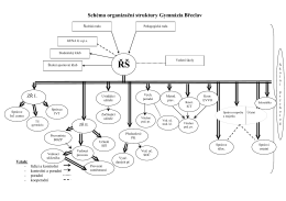 Schéma organizační struktury Gymnázia Břeclav