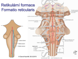 RF - Anatomie 3.LF