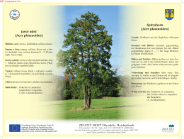 Javor mleč (Acer platanoides) Spitzahorn (Acer platanoides