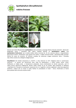 Spathiphyllum (Skrzydłokwiat) rodzina Araceae