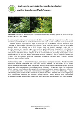 rodzina Sapindaceae (Mydleńcowate)