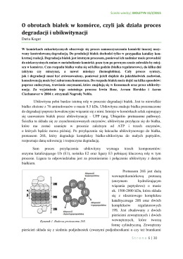 O obrotach białek w komórce, czyli jak działa proces degradacji i