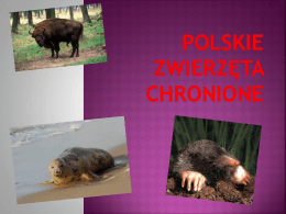 Polskie zwierzęta chronione – Gąsior, Kołodziejski