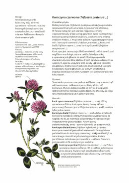 Koniczyna czerwona (Trifolium pratense L.)