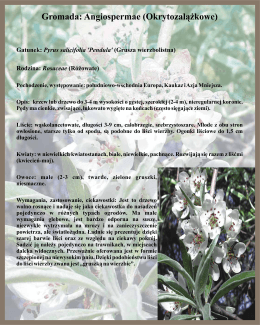 Gatunek: Pyrus salicifolia `Pendula` (Grusza wierzbolistna) Rodzina