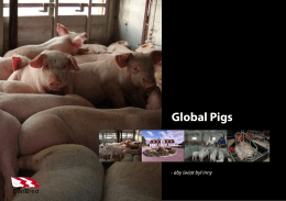 Global Pigs