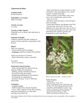 Ligustrum lucidum - Australian Weeds and Livestock