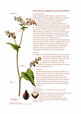 Gryka siewna ( Fagopyrum esculentum Mnch.)