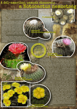 Notocactus információs plakát