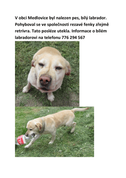V obci Medlovice byl nalezen pes, bílý labrador. Pohyboval se ve