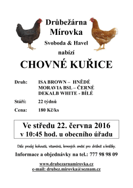 chovné kuřice