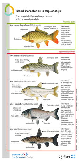 Fiche d`information sur la carpe asiatique