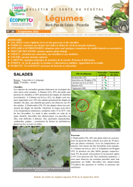 BSV Légumes n° 30 du 8 septembre 2016 - DRAAF Nord-Pas