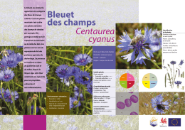 LE BLEUET