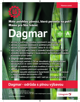 Nejpěstovanější odrůda ozimé pšenice Dagmar - Limagrain